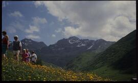 Landschaft im Sommer