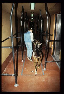 Gaisbock in U-Bahn