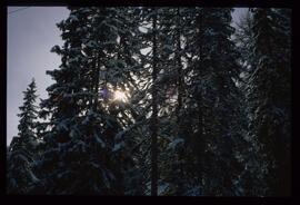 Landschaft im Winter