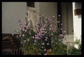 Blumenschmuck