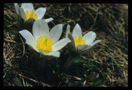 Alpenblumen