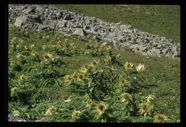 Wiesenblumen