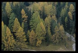 Bäume im Herbst