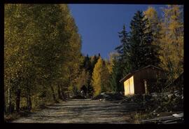 Bäume im Herbst