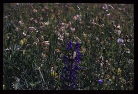 Alpenblumen