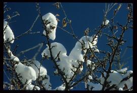 Zweige mit Schnee und Raureif