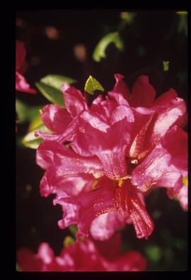 Blumen