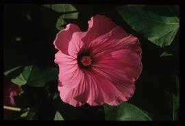 Blumenschmuck