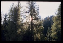 Bäume im Herbst