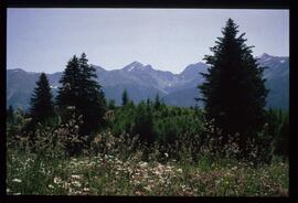 Landschaft im Sommer