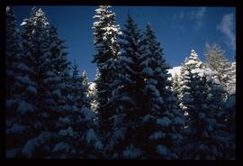 Landschaft im Winter