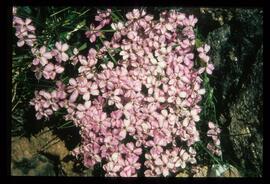 Blumen