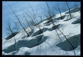 Zweige mit Schnee und Raureif