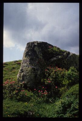 Landschaft im Sommer