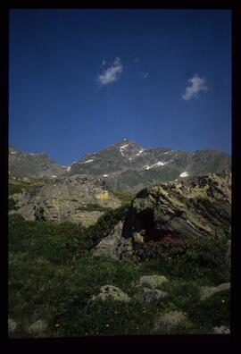 Landschaft im Sommer