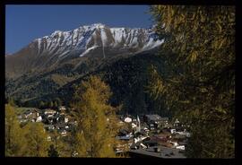 Bäume im Herbst