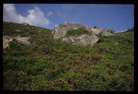 Landschaft im Sommer