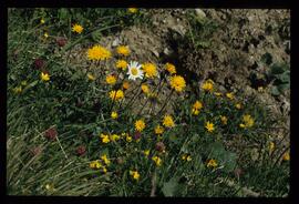 Alpenblumen