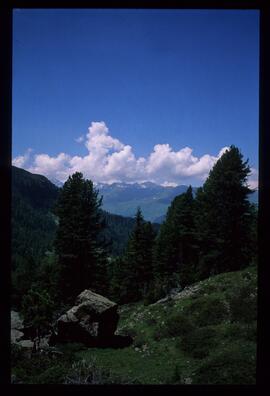 Landschaft im Sommer