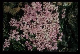Blumen
