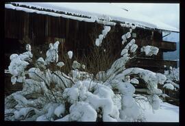 Zweige mit Schnee und Raureif