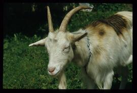 Kuehe auf der Weide