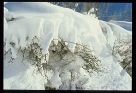 Zweige mit Schnee und Raureif