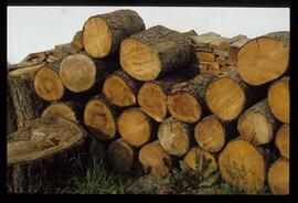 Holzstapel