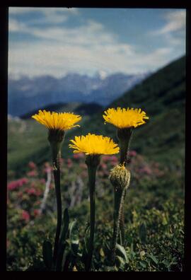 Landschaft im Sommer