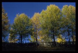 Bäume im Herbst