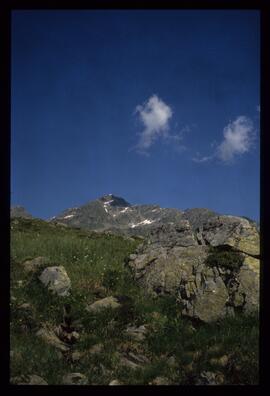 Landschaft im Sommer