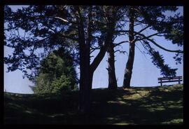 Landschaft im Sommer