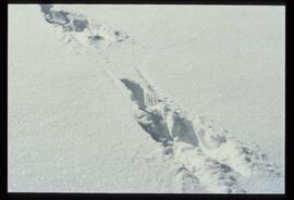 Schneebilder