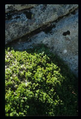 Blumen