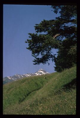 Landschaft im Sommer