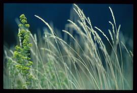 Landschaft im Sommer