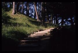 Landschaft im Sommer