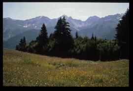 Sommer