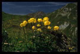 Alpenblumen