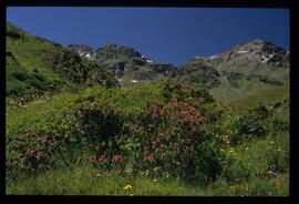 Alpenblumen