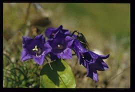 Alpenblumen