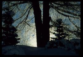 Zweige mit Schnee und Raureif