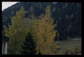 Bäume im Herbst