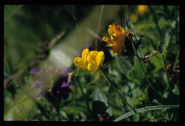 Wiesenblumen