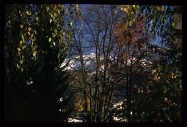 Bäume im Herbst