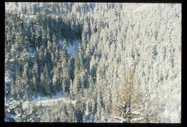 Zweige mit Schnee und Raureif