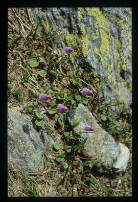 Blumen