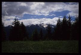 Landschaft im Sommer