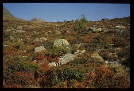 Landschaft im Sommer