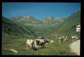 Landschaft im Sommer